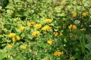 Gemeiner Hornklee - Lotus corniculatus * 1130 x 753 * (436KB)